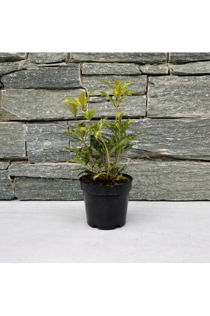 Османтус Гошікі купити